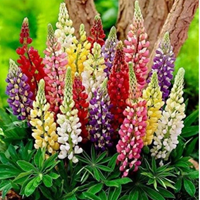 POPSICLE LUPIN MIX 32747 Artistic Landscaping Inc.
